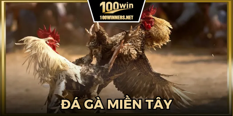 Đá Gà Miền Tây - Giải Đấu Gà Hấp Dẫn Bậc Nhất Việt Nam