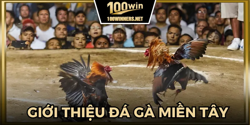 Giới thiệu chi tiết sân chơi đá gà miền Tây 